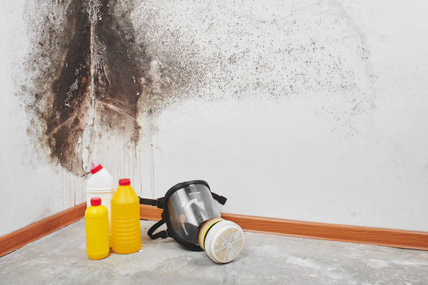 DIY Mold Remediation Support Services