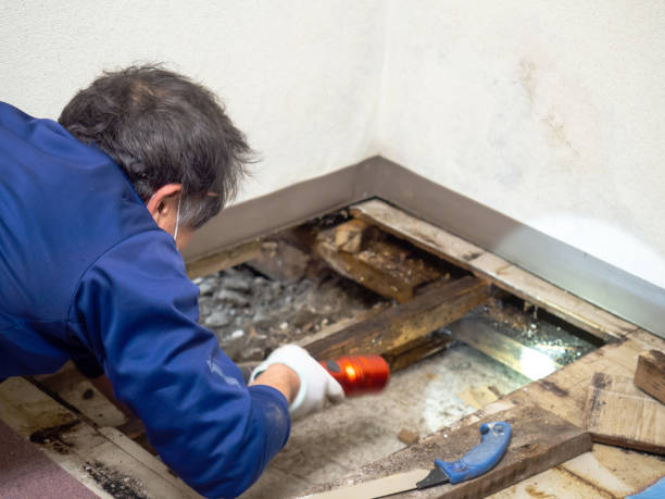 Best Basement Mold Remediation in Hyrum, UT