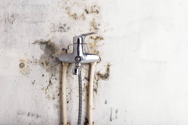 Best Industrial Mold Remediation in Hyrum, UT
