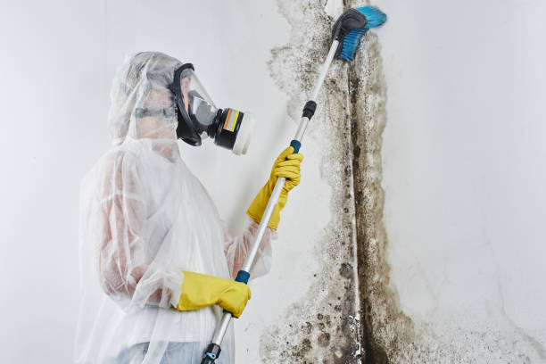 Best Black Mold Remediation in Hyrum, UT