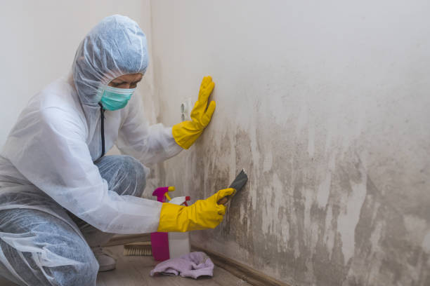 Best White Mold Remediation in Hyrum, UT