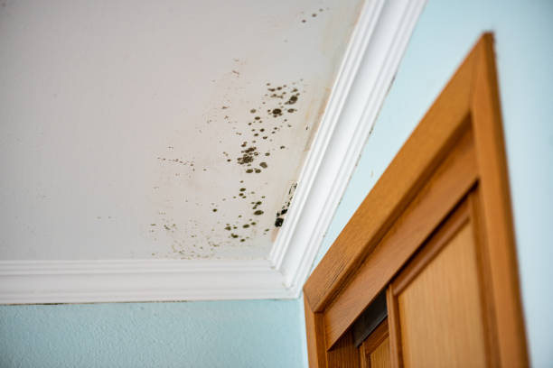 Best DIY Mold Remediation Support Services in Hyrum, UT