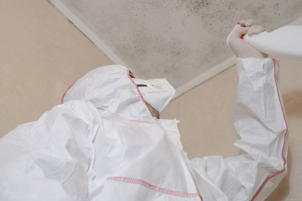 Best Health and Safety Mold Remediation in Hyrum, UT