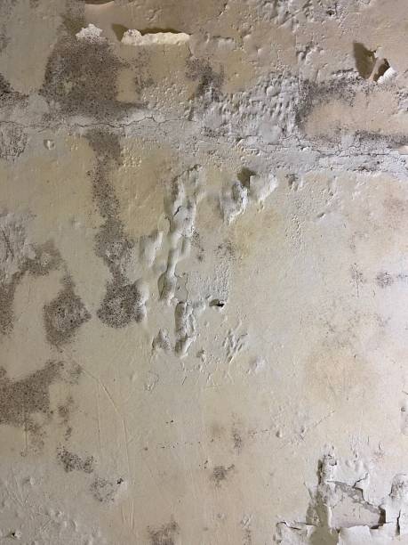 Best Post-Flood Mold Remediation in Hyrum, UT