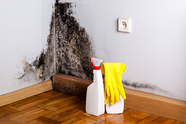 Best Mold Remediation for Schools in Hyrum, UT