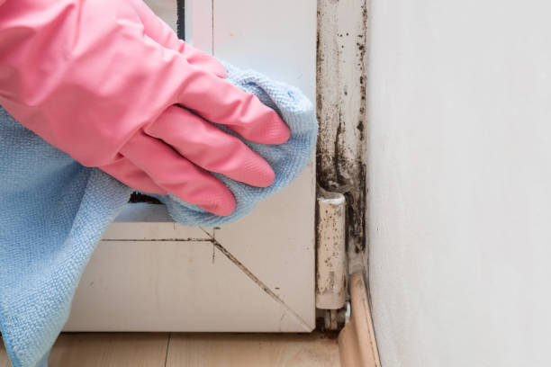 Best Bathroom Mold Remediation in Hyrum, UT